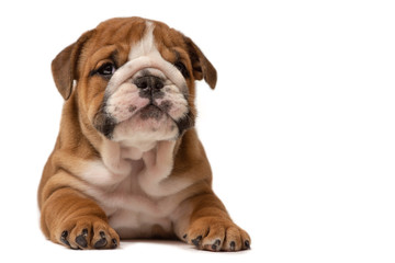 Cute puppy of English Bulldog isolated on white background