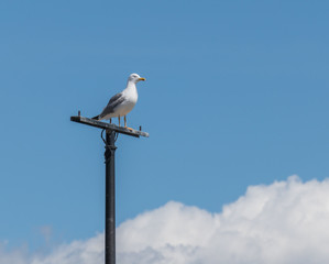 seagull perched and sky and cloud background