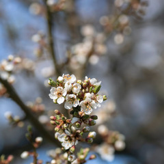 blooming cherry tree