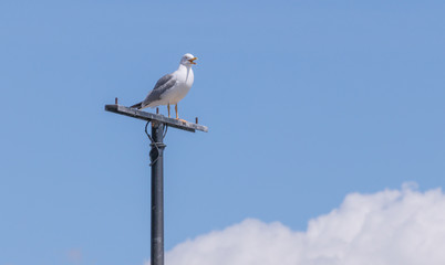 Obraz premium seagull perched squawking with sky background