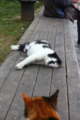 The Cats of Istanbul