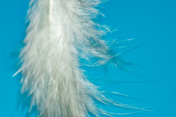 White gentle feather on blue background