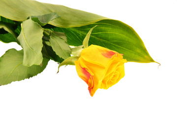 yellow rose on white background