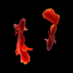 Red color Siamese fighting fish(Rosetail),fighting fish,Betta splendens,on black background with clipping path,Betta Fancy Koi Half Moon Plakat