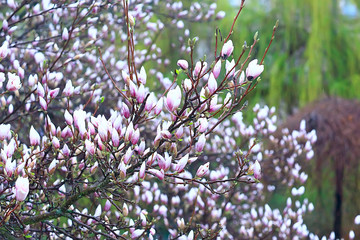 magnolia blossom spring garden / beautiful flowers, spring background pink flowers