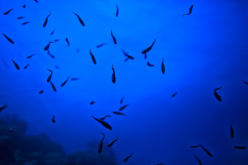 Obraz na płótnie Canvas underwater world / blue sea wilderness, world ocean, amazing underwater