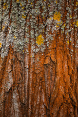 Obraz premium Closeup view of red unusual texture of bark of old tree trunk growing outside in forest. Vertical color photography.