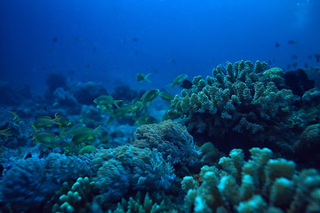 Fototapeta na wymiar underwater scene / coral reef, world ocean wildlife landscape