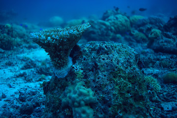 underwater world / blue sea wilderness, world ocean, amazing underwater