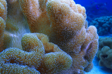 coral reef macro / texture, abstract marine ecosystem background on a coral reef