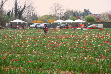 all the colors of spring in a field of tulips blooming in April