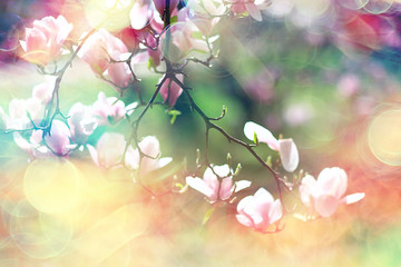 blurred background flowers / concept not clear soft background for design spring mood