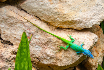 Blue headed anole lizard