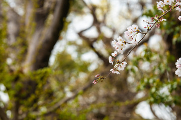 Cherry blossom in spring for background or copy space for text