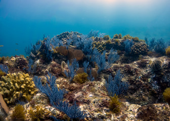 Fototapeta na wymiar Soft coral in Baja California, Mexico