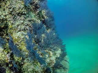 Naklejka na ściany i meble Soft coral in Baja California, Mexico