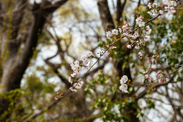 Cherry blossom in spring for background or copy space for text