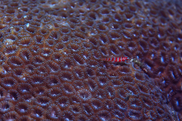 coral reef macro / texture, abstract marine ecosystem background on a coral reef
