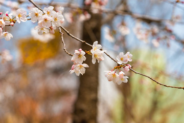 Cherry blossom in spring for background or copy space for text