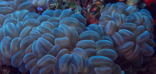 marine ecosystem underwater view / blue ocean wild nature in the sea, abstract background