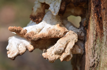 Fungus growing within a Cornish woodland