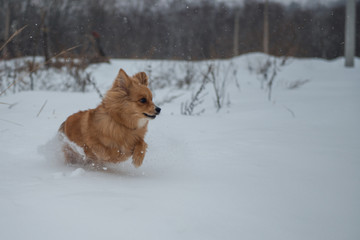 Red dog walking in the snow