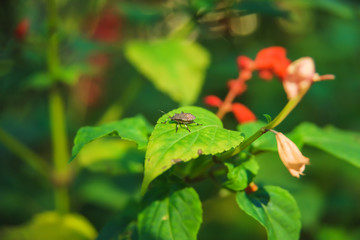 Exotic flowers in the Botanical garden in Batumi. Rest in Georgia. Colorful flowers on the...