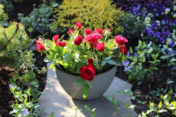 Rote Rosen / Blumen auf dem Friedhof 