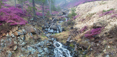 Erica carnea common winter heath in the forest in fog with spring
