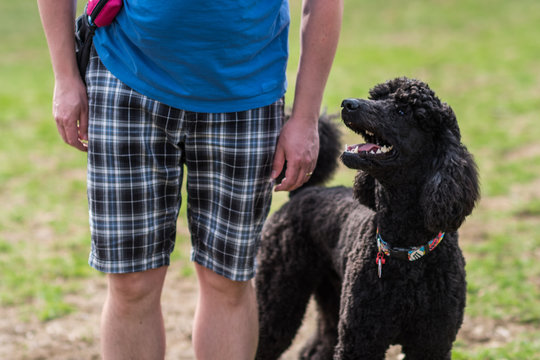 Happy standard poodle stands next to his owner in the park