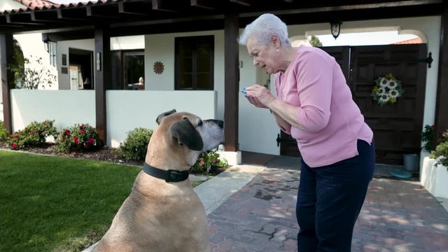 Elderly woman feeds a Great Dane in her front yard.