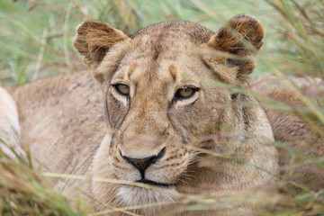 Afrikanischer Löwe / African Lion / Panthera Leo.