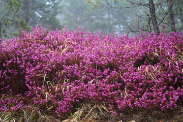 Obraz premium Erica Carnea common Winter Heath in evergreen forest, in fog