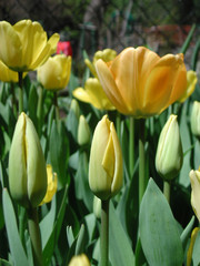 Tulipa