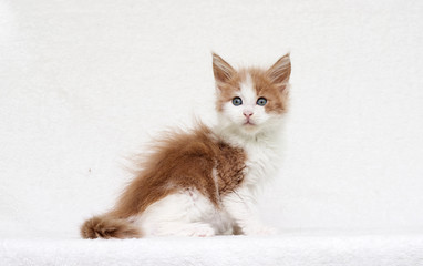 Maine Coon kitten watching