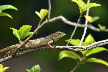 grayish-brown chameleons