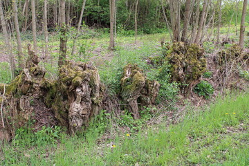 Natura incontaminata