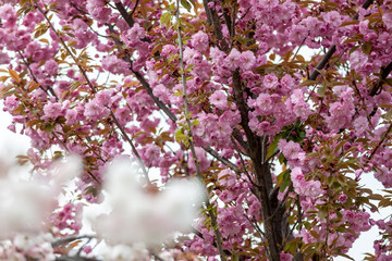 closeup fruit tree pink flowers spring blossom