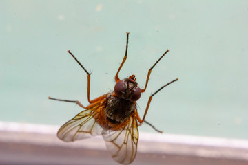 Fliege mit gelbem Rumpf am Fenster 1 Makro