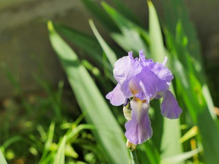High Quality flower © CélianNAT