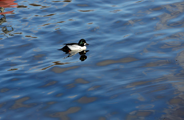 A goldeneye male swims alone in the clear blue water