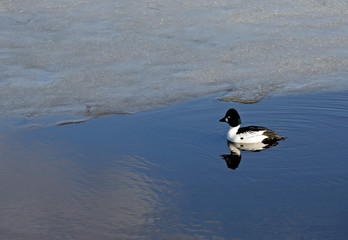 A goldeneye male swims alone along the edge of the ice