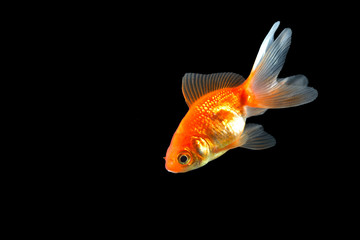 Golden fish with beautiful tail isolated on black background