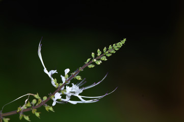 the flowers from the cat's whiskers are green and the white mustache