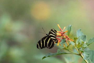 Zebra longwing butterfly, Heliconius charitonius, in a botanical garden