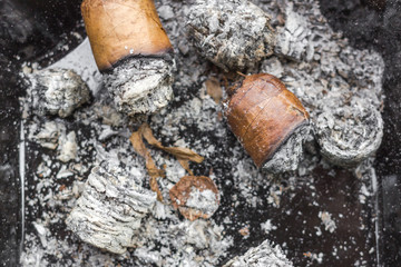 Obraz premium Expensive Cuban cigar. Cigarette butts in an ashtray. Male passion. Smoker's cough. Bad habit. Correct twisting tobacco sheets. Good tobacco. Smoke cigars. Lung cancer. Ash close up.