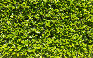 Green hedge in springtime. Fresh green leaves, in a sunny day, full frame background