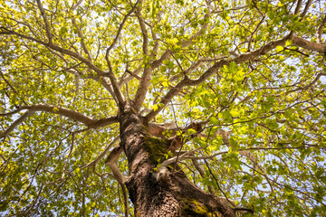 Plane tree foliage in springtime. Fresh green leaves, high angle view, blue sky background