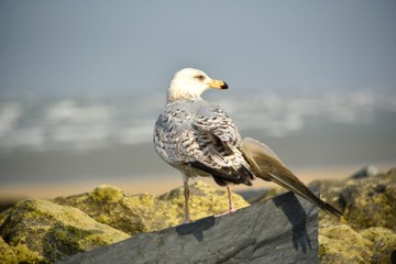 Mouette