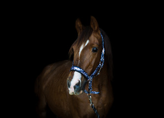 portrait of trakehner stallion horse on black background